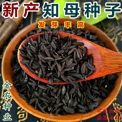 新产毛知母种子地参子销售各种药材种子知母籽种子材知母种植