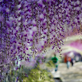 四季易种活的盆栽绿植庭院景观绿化攀援爬藤爬墙植物多花紫藤种子