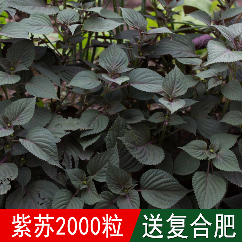 溢芳种业专业出售蔬菜籽紫苏子种子紫苏黑苏子赤苏白苏香苏