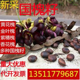 开法新采速生国槐种籽垂槐龙抓槐黄花槐红花树刺槐紫穗槐林木种籽