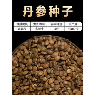 丹参苗新丹参种子中药材益母草丹参红花种籽四季种植苗红血参种孑