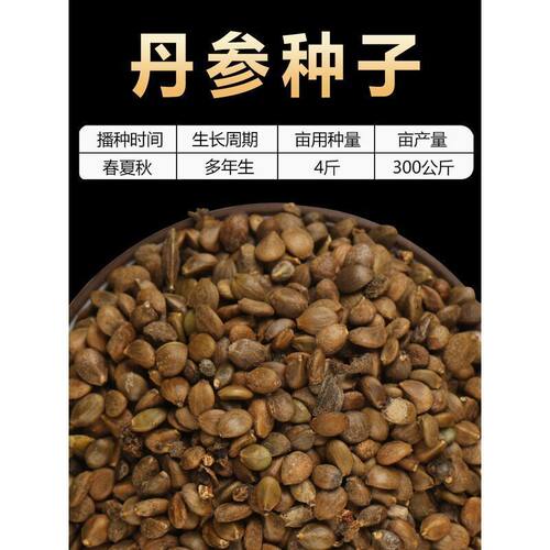 丹参苗新丹参种子中药材益母草丹参红花种籽四季种植苗红血参种孑