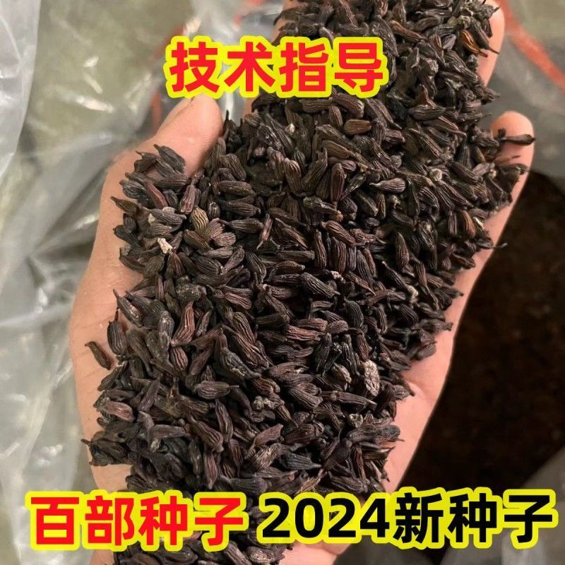 红花白花对叶百部种子种苗品种纯正包邮发货2024新种
