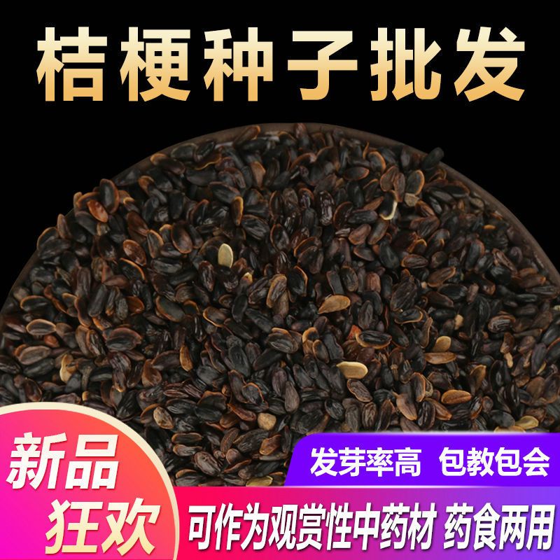 散装桔梗种子狗宝咸菜桔梗种籽四季种植药材板蓝根紫苏太子参种孑