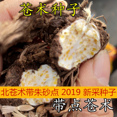 苍术朱砂包邮种子