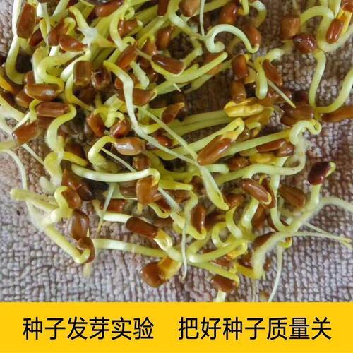 决明子种子材生决明子种籽草决明春季种植玩具沙可装枕头新产