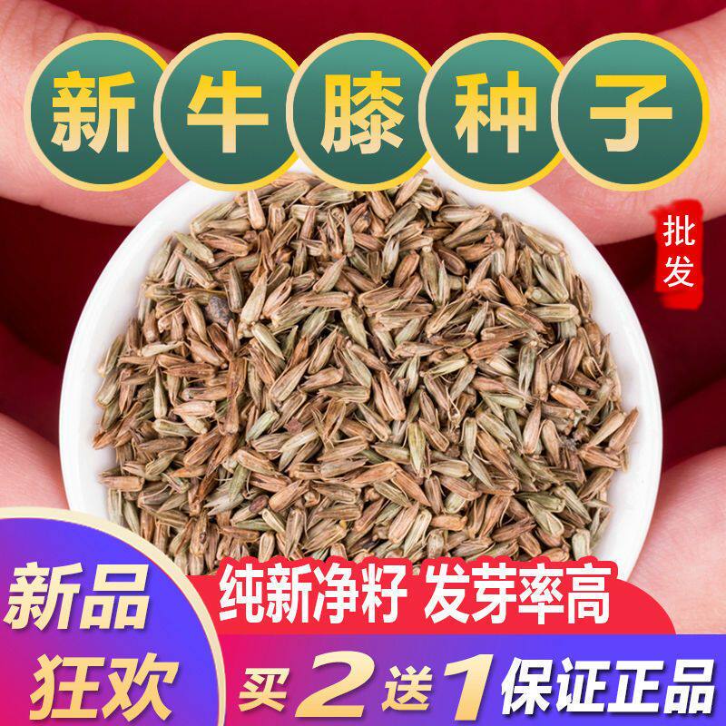 散装药材牛膝种子2021年新品牛夕种籽发芽率高春夏季播种简单包邮