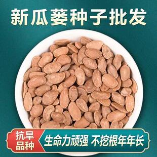 中药材 瓜蒌种子 新货吊瓜栝篓 天花粉种籽 出芽率高 新种籽 易活