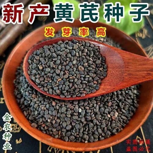 新产黄芪种子多年生黄芪种子绵芪种子材种植苗材种子铁芪
