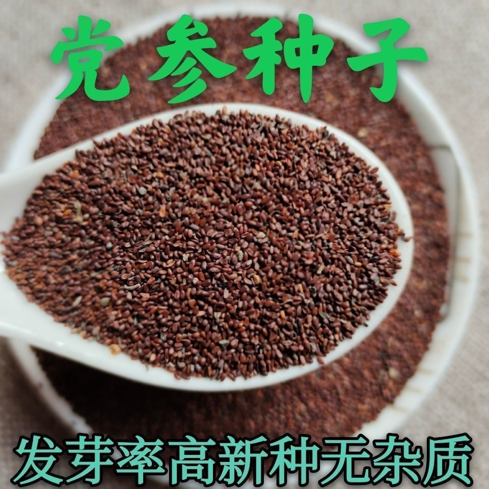 正品党参种子特级新鲜野生党参种籽甘肃岷县中药材参种孑优质图片