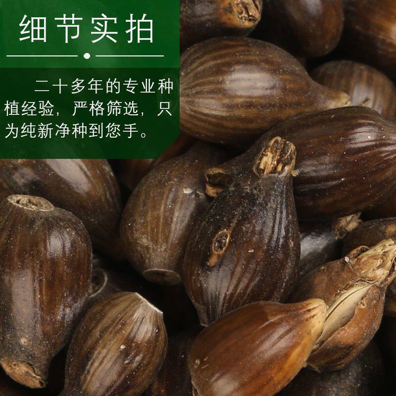 出售新货薏米种子药食两用薏苡仁六谷子种籽散装净货包邮发芽率高