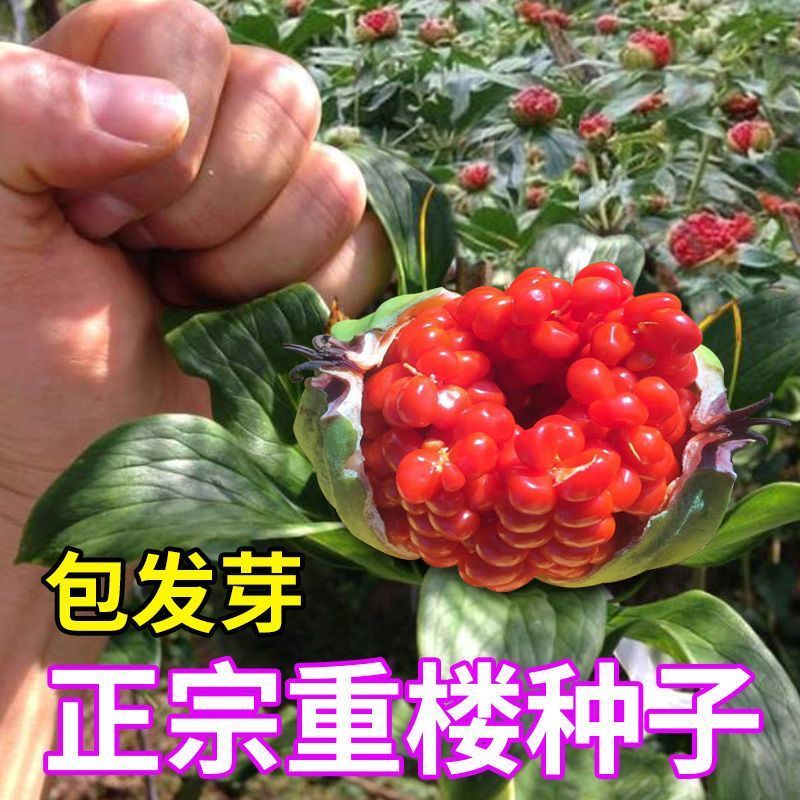 正宗云南重楼种子粉质滇楼七叶一枝花滇重楼独角莲种子中药材种子图片