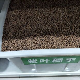 新采收红叶李 紫叶稠李种子 三华李树种 欧李果树种 李子