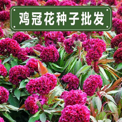 鸡冠花花籽70天开花白色红色鸡冠花种子春夏季阳台盆栽种植中药材
