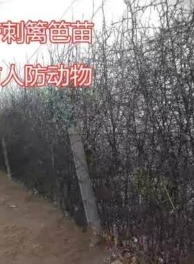 围墙种子铁篱笆种子刺树种子 荆棘种子 带刺树种子 带刺树 鸟不站