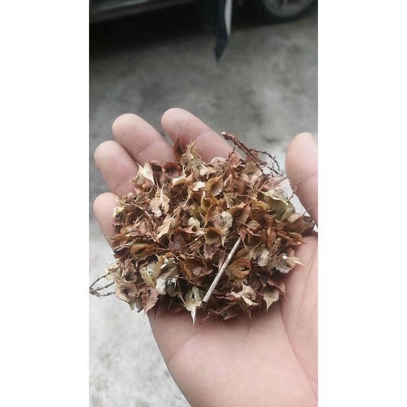 虎杖种子保证发芽率产品回收全程技术指导湖北道地药材包邮500g