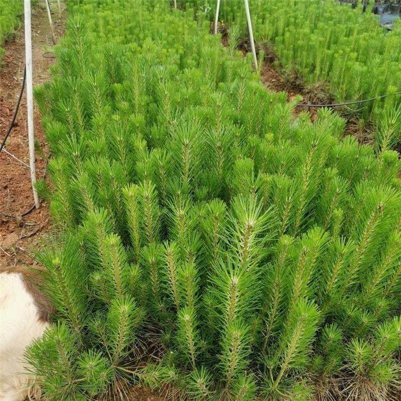 油松种子好种松种子油松种子松树籽松树种子风景树绿化包邮