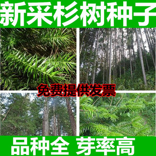 杉木种子水杉种子冷杉柳杉种子落羽杉种子刺杉速生杉树种子池杉籽