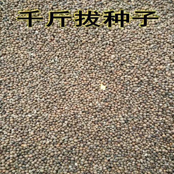 药材种子 千斤拔种子小叶千斤拔种子大叶千金拔种子盆栽庭院种植