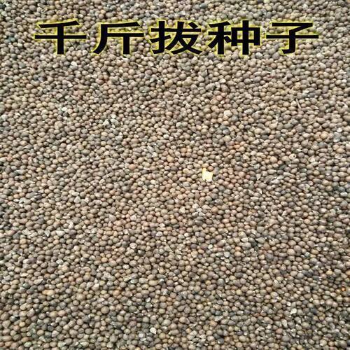药材种子 千斤拔种子小叶千斤拔种子大叶千金拔种子盆栽庭院种植