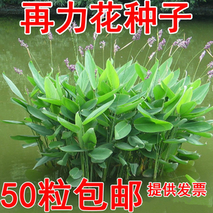 水生花卉再力花种子别名水竹芋水莲蕉塔利亚多年生草本