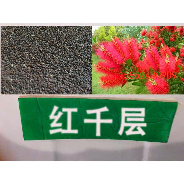 红千层种子 瓶刷子树 红瓶刷 金宝树 串钱柳 树苗 种子 包邮