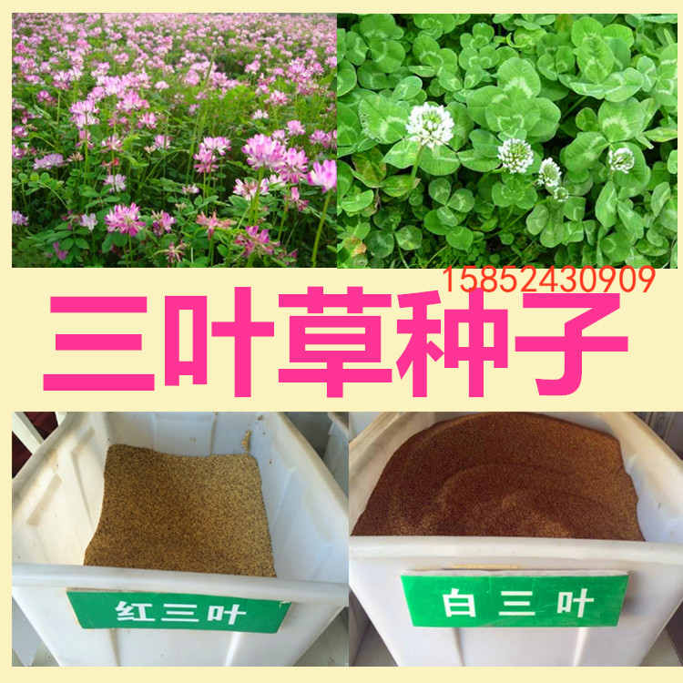 白三叶草种子红三叶草种子进口草籽四季青草坪种子牧草种子花种子