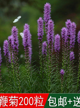 四季多年生易活植物观赏花卉花海种植蛇鞭菊种子麒麟菊猫尾花籽