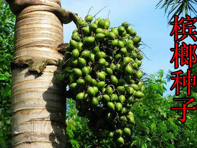 公司销售当年新采林木种子 槟榔种子 宾门种子 果树种子 优惠促销