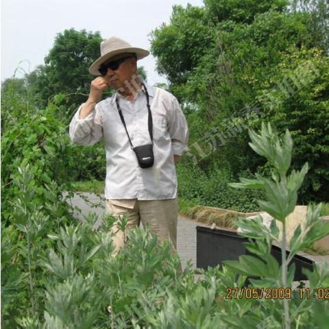 艾草种子 食用野生草艾绒香驱蚊 四季种 青蒿 艾蒿艾叶种子图片