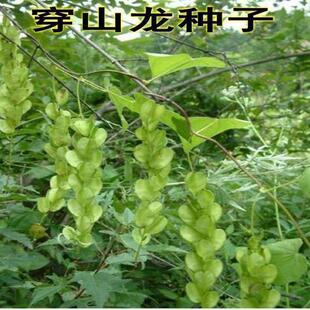 优质药材野生穿山龙种子穿地龙 串山龙种子药材种子