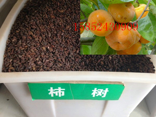 果树种子 当年柿树种子 柿子花 柿子树种子 好吃的柿果树种子包邮