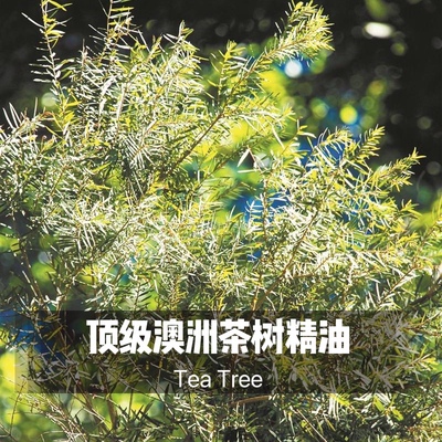 高品质有机澳洲进口茶树精油