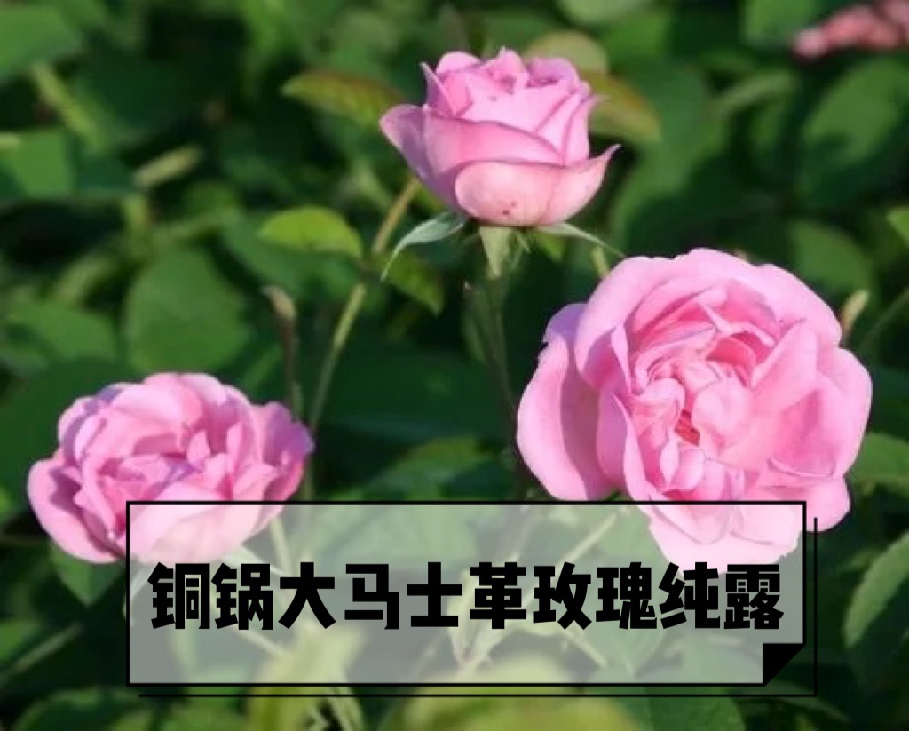 有机认证大马士革玫瑰纯露 花水 头道饱和 不提精油