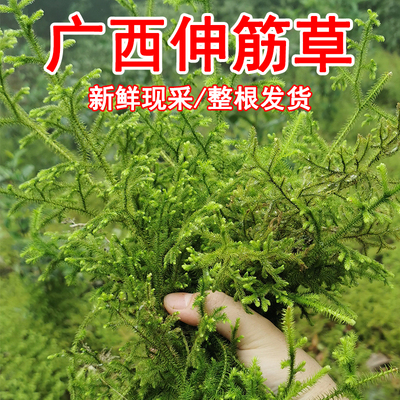 广西野生伸筋草整株新鲜正品