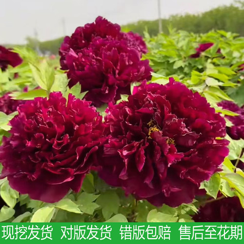 黑夫人牡丹花苗大苗盆栽庭院地栽