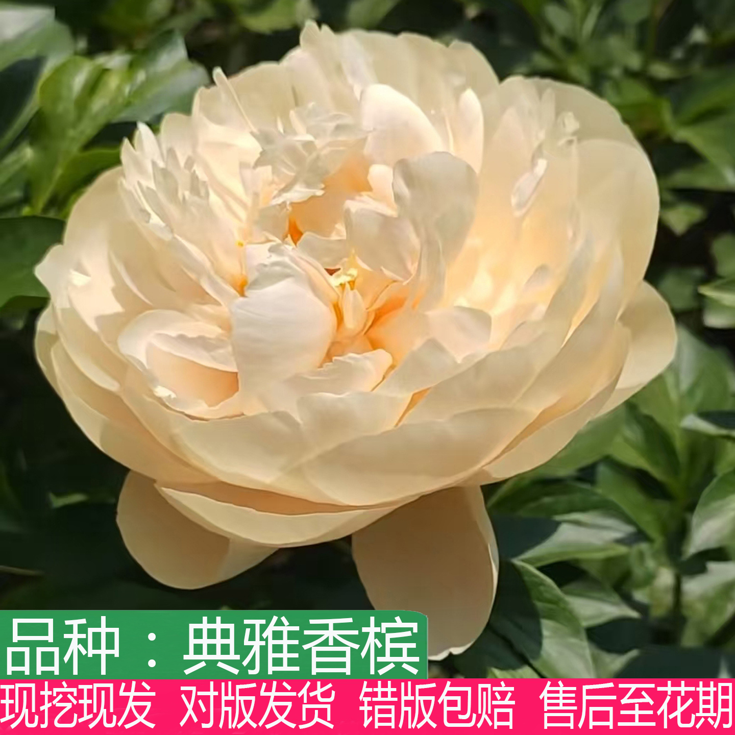 荷兰进口高端典雅香槟芍药苗大花重瓣庭院盆栽观赏多年生草本花卉