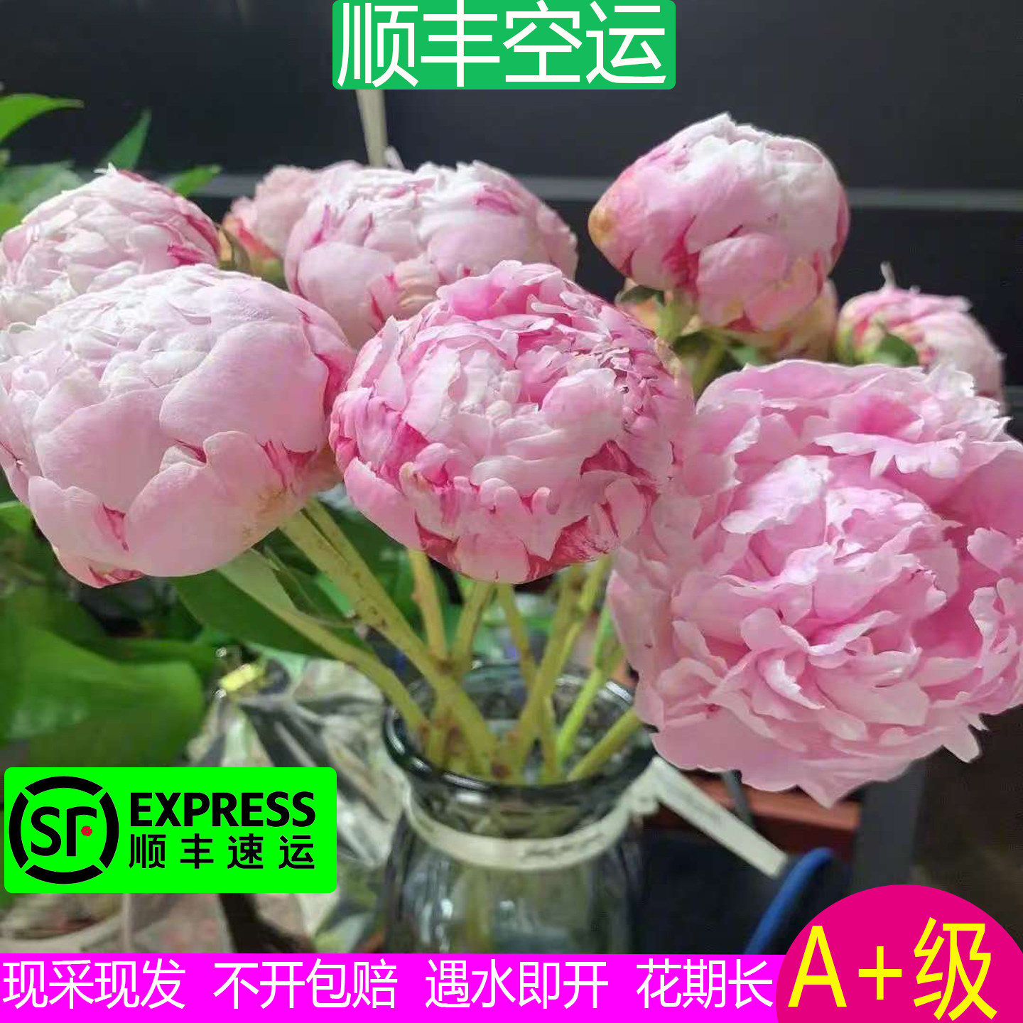 荷兰进口品种莎拉芍药鲜切花图片