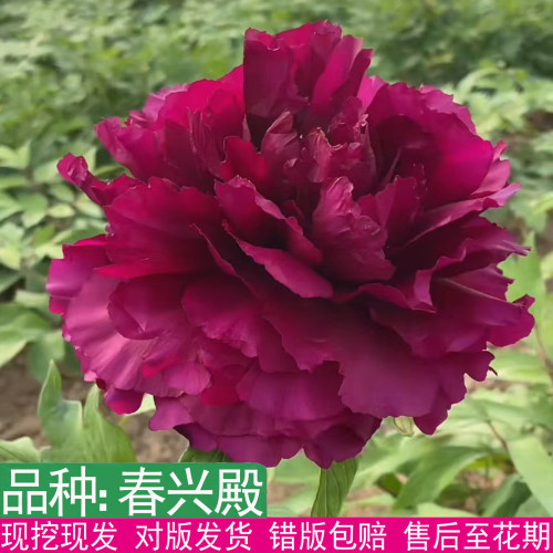 日本进口春兴殿牡丹花苗大花重瓣