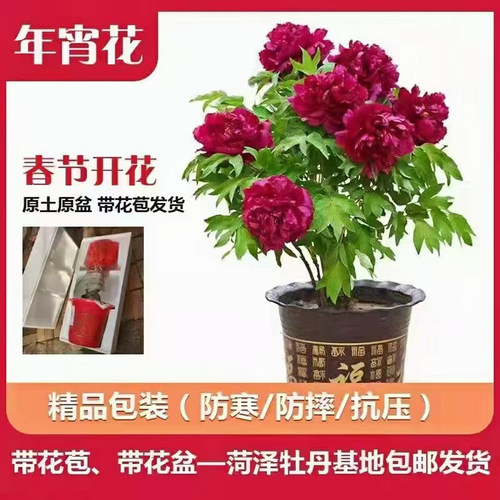 菏泽牡丹盆栽带苞重瓣年宵花