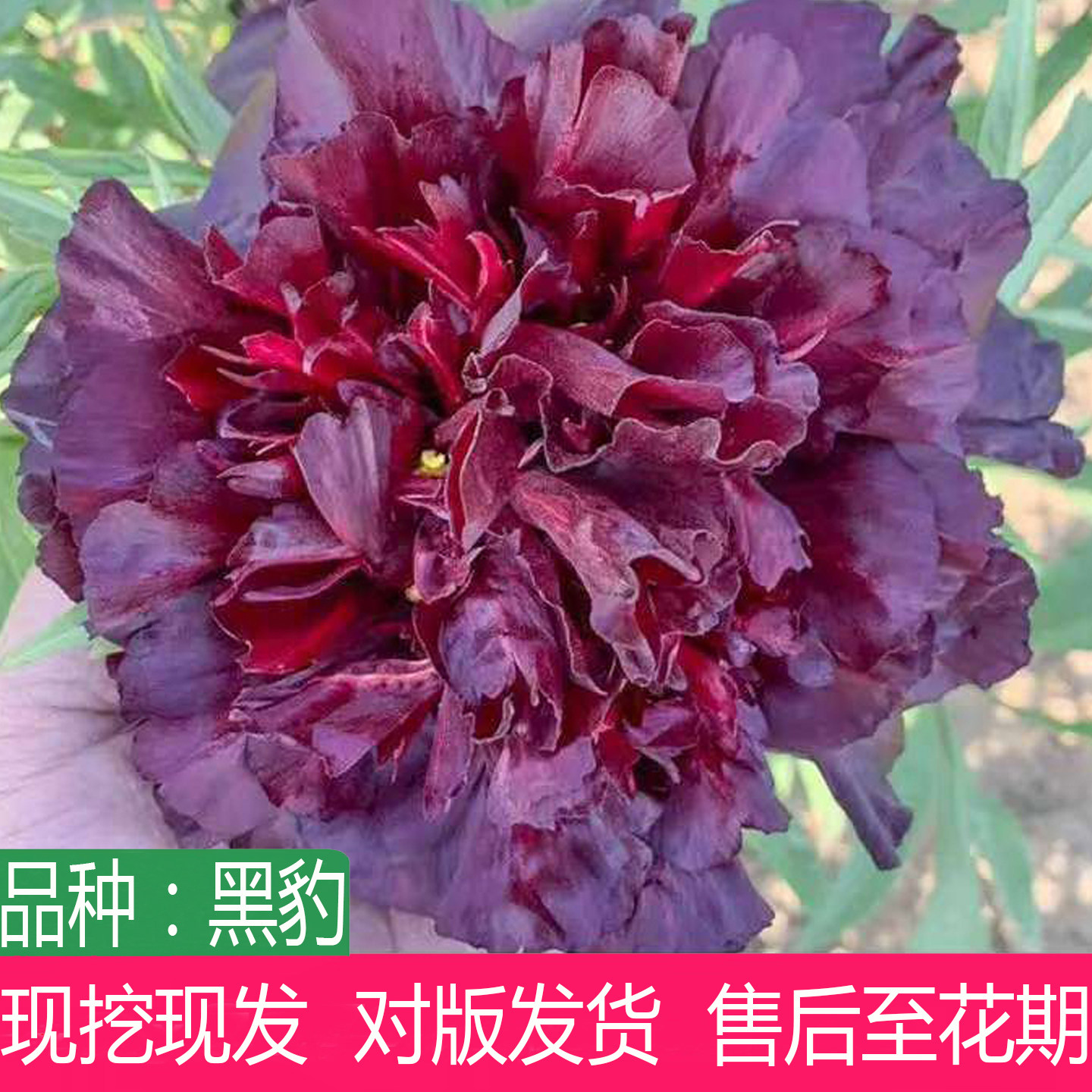 日本进口多年生黑豹牡丹丛生苗大花重瓣盆栽阳台观赏名贵花卉耐寒