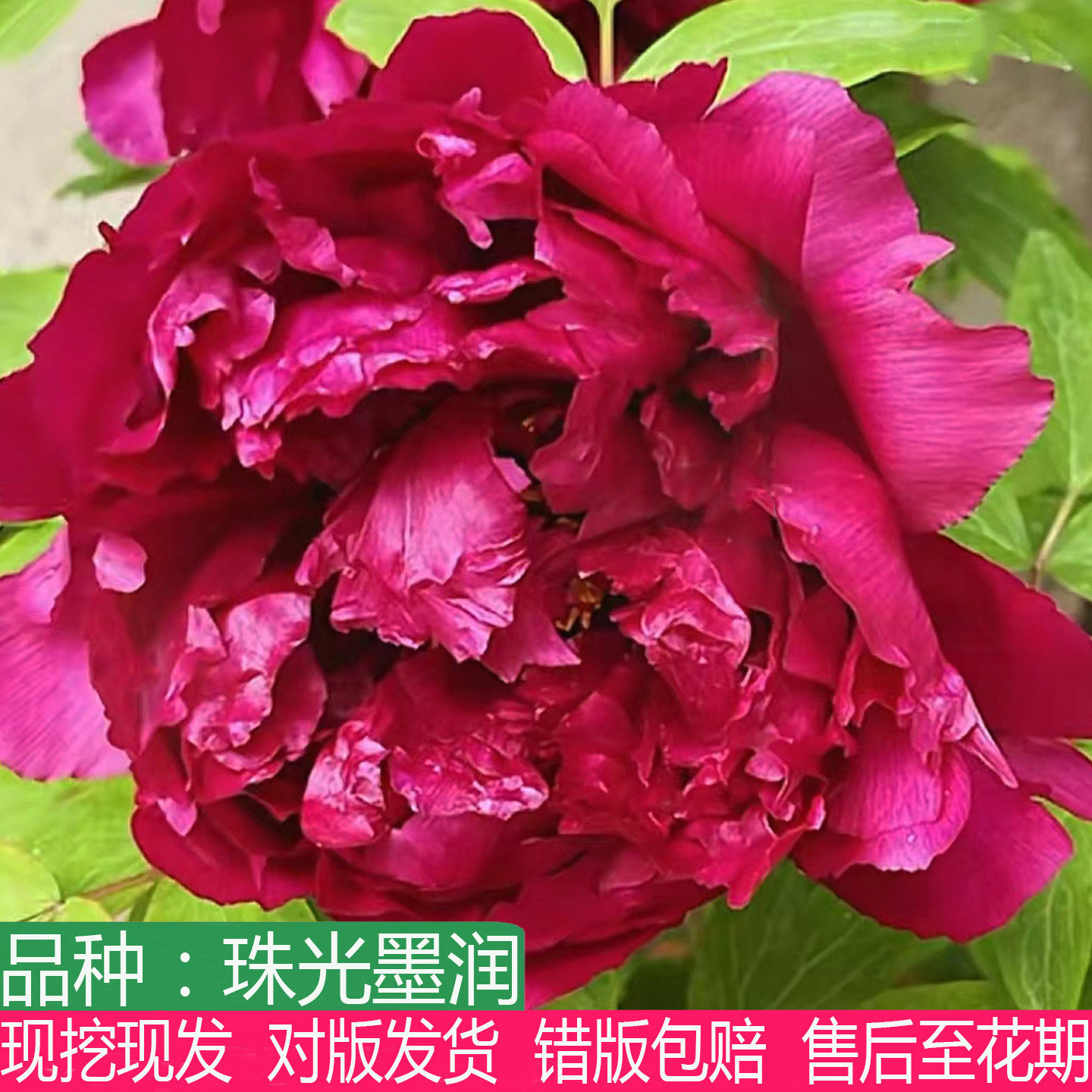正宗菏泽珠光墨润牡丹花大苗多年生盆栽庭院别墅阳台观赏大花重瓣