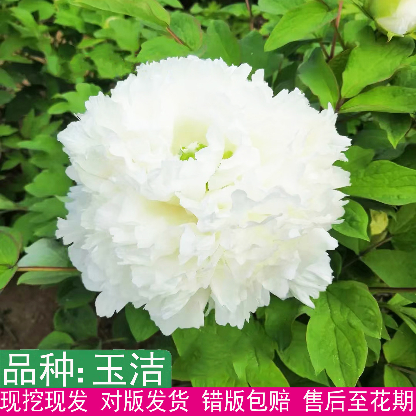 正宗菏泽大花重瓣玉洁牡丹超大花图片