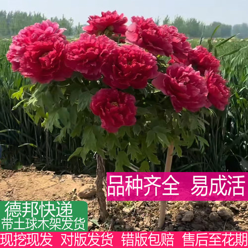 菏泽观赏独杆牡丹花树大花重瓣