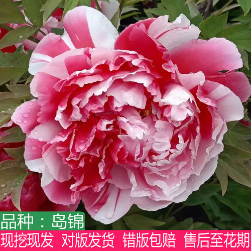正宗复色系岛锦牡丹花苗大花重瓣