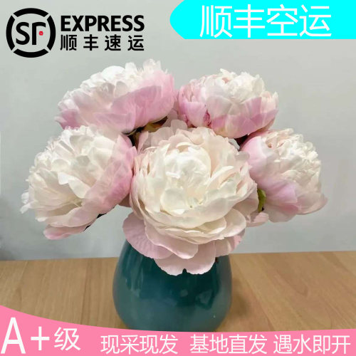 进口品种重瓣室内花卉