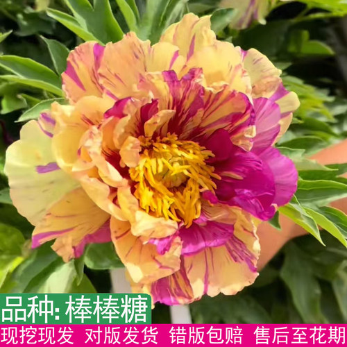 日本进口伊藤棒棒糖芍药老桩多枝
