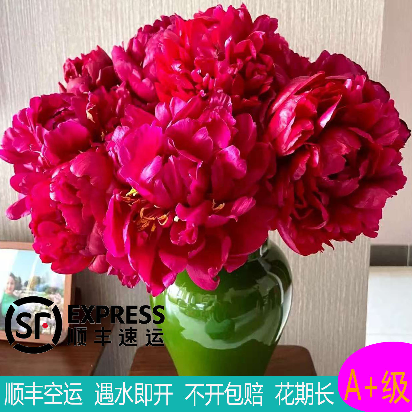 花期长重瓣荷兰进口好养图片