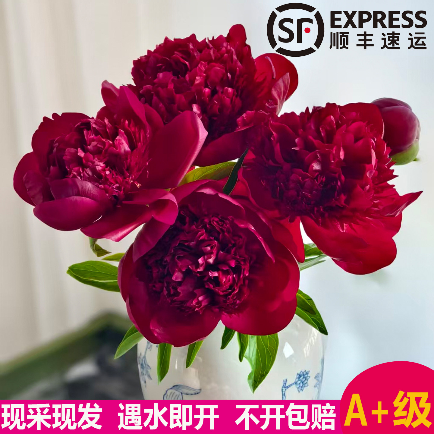荷兰进口红色魅力芍药鲜切花空运图片