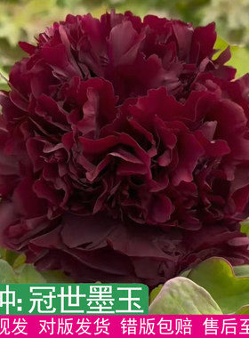 正宗菏泽牡丹冠世墨玉黑花易成活